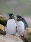 Rockhopper penguin during spring on Saunders Island, Falkland Islands. Art Print